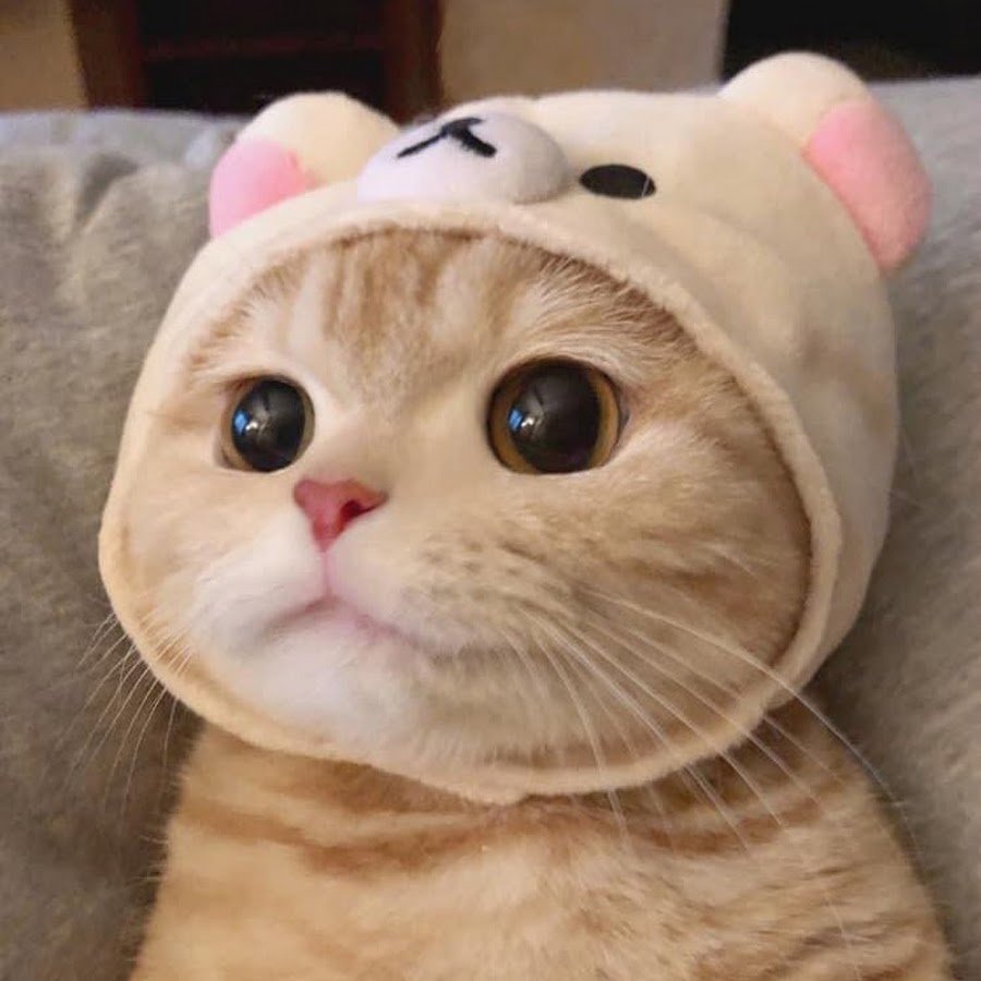 Милый кот в шапке
