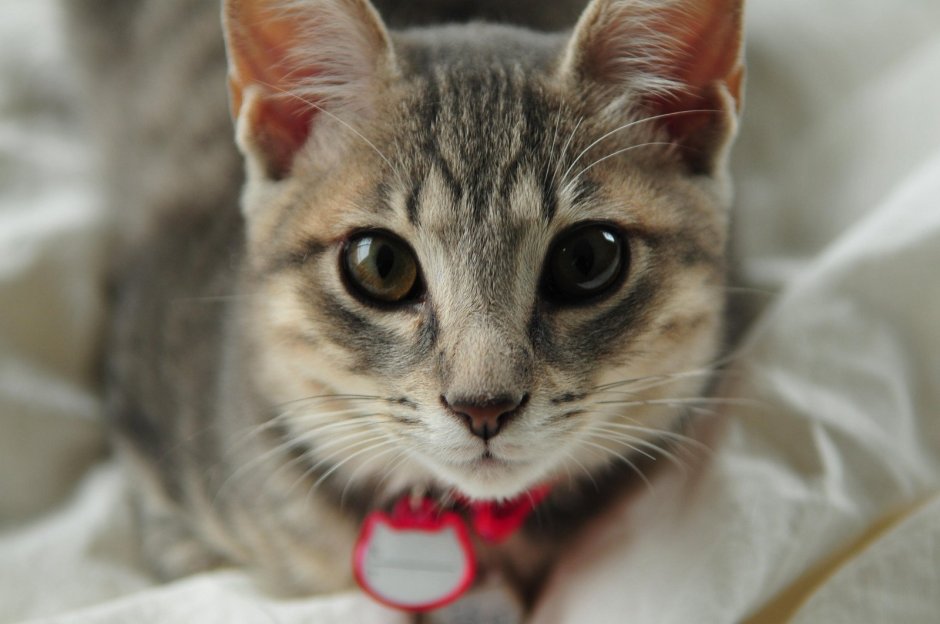 Кошка с карими глазами