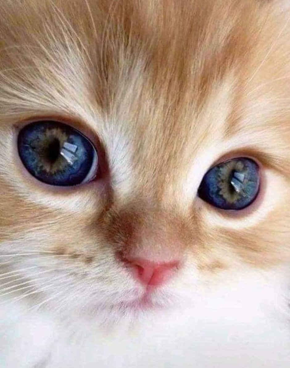 Милые глаза