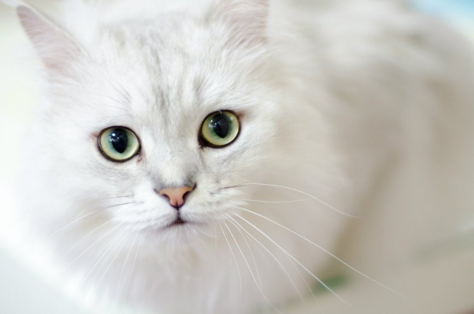 Морда белого кота