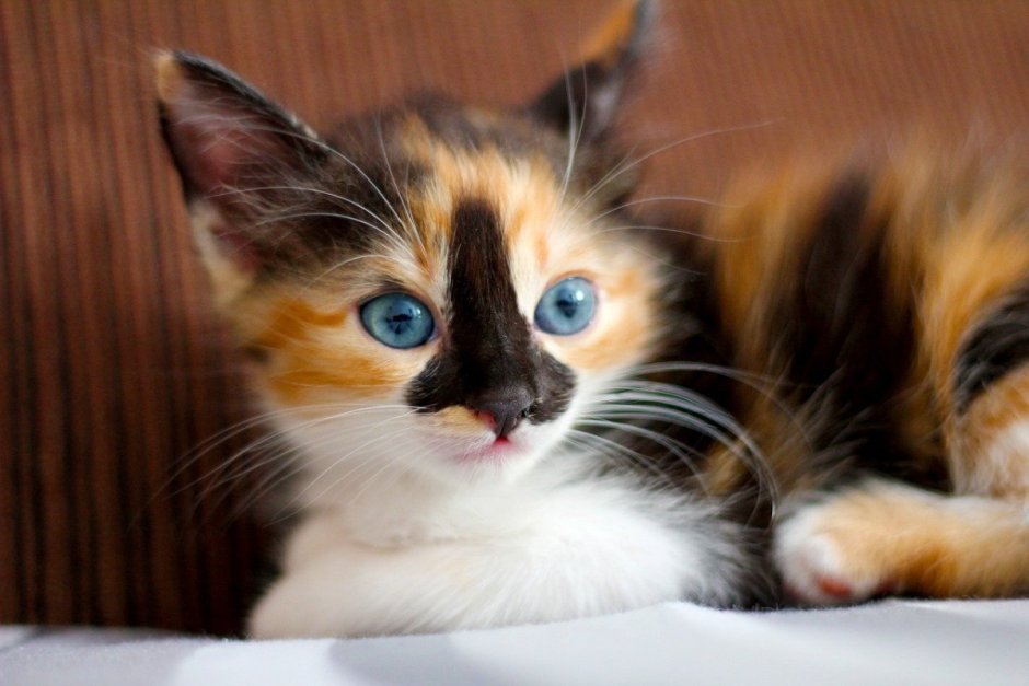 Красивая кареглазая кошка