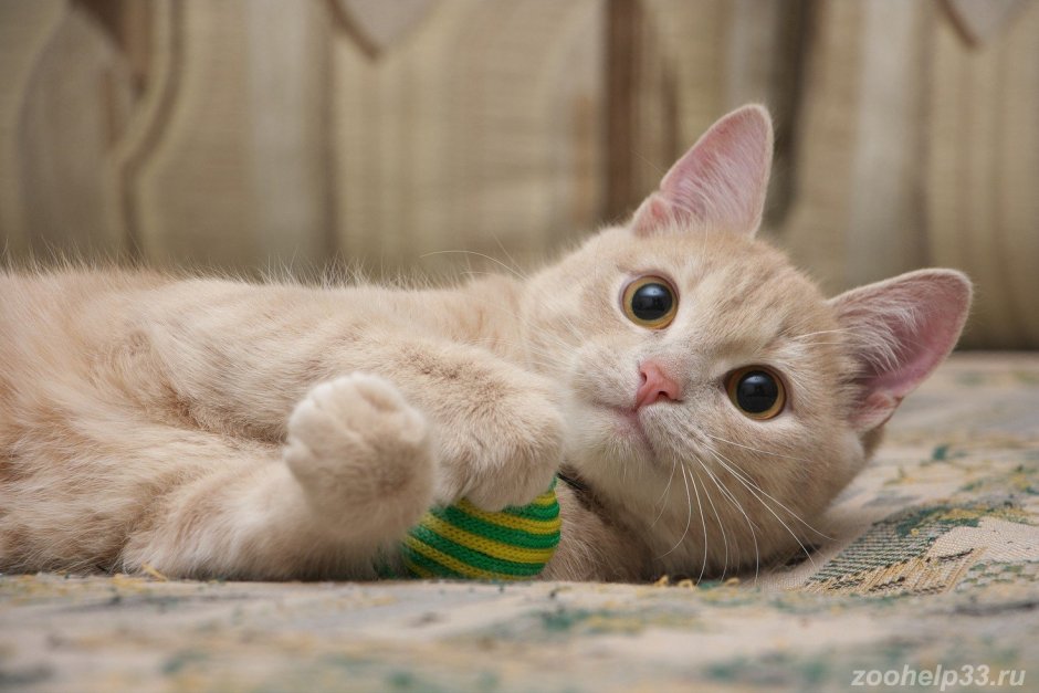 Бежевый котенок