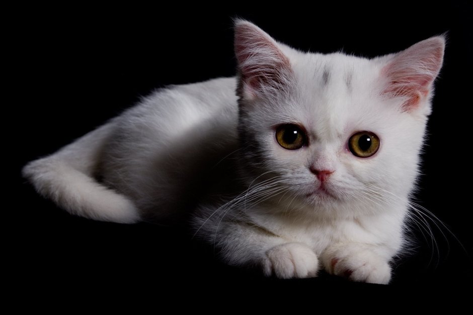 Белый кот с карими глазами