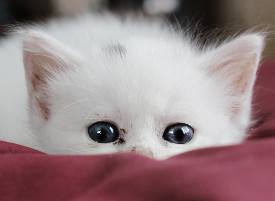 Милый белый котик