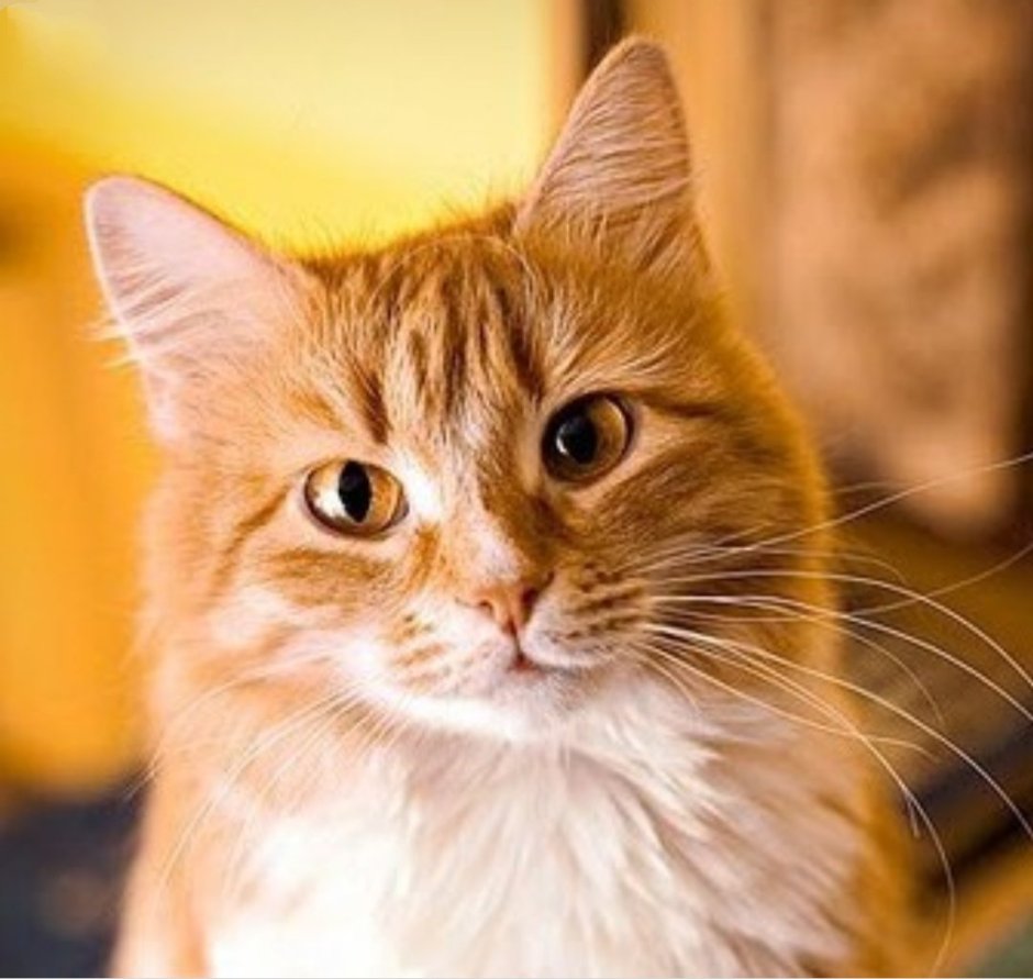 Рыжий кот с янтарными глазами