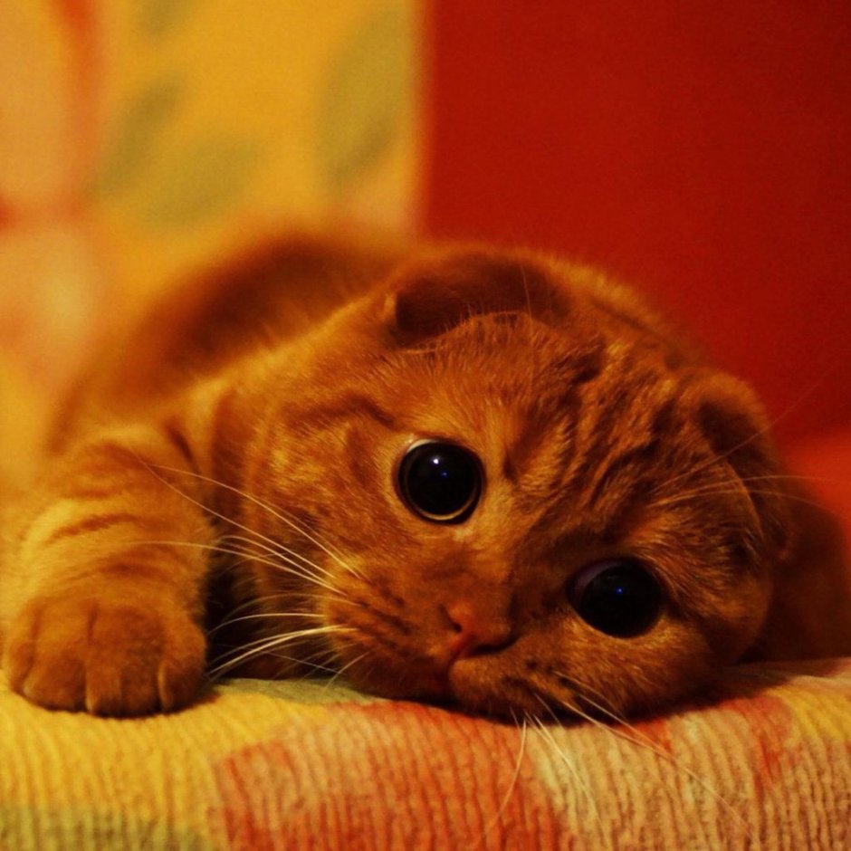 Рыжий шотландский вислоухий котенок