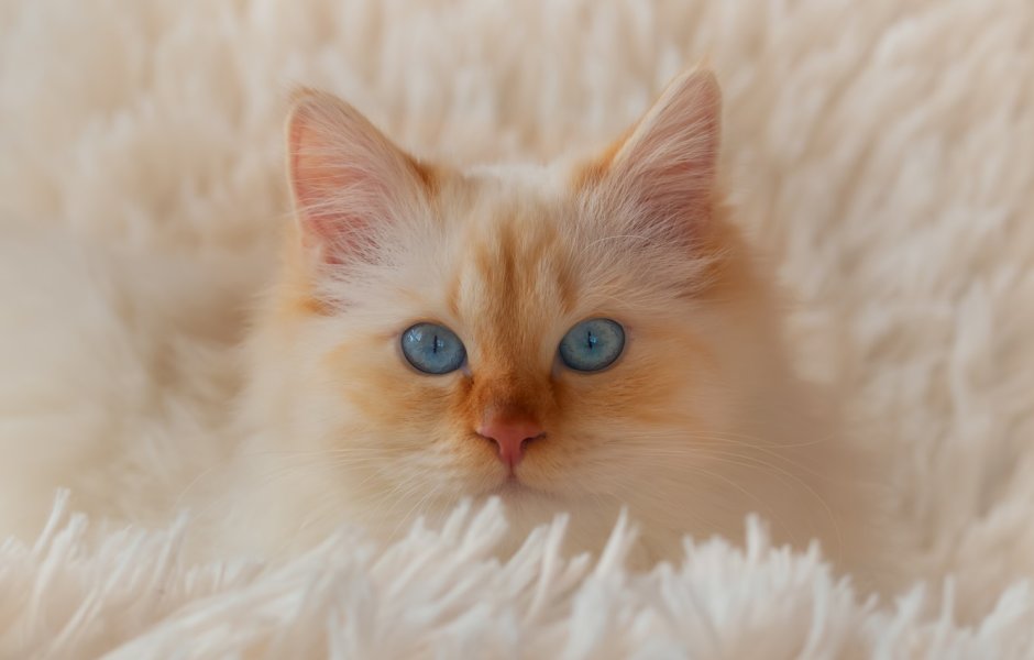 Бирманская кошка рыжая