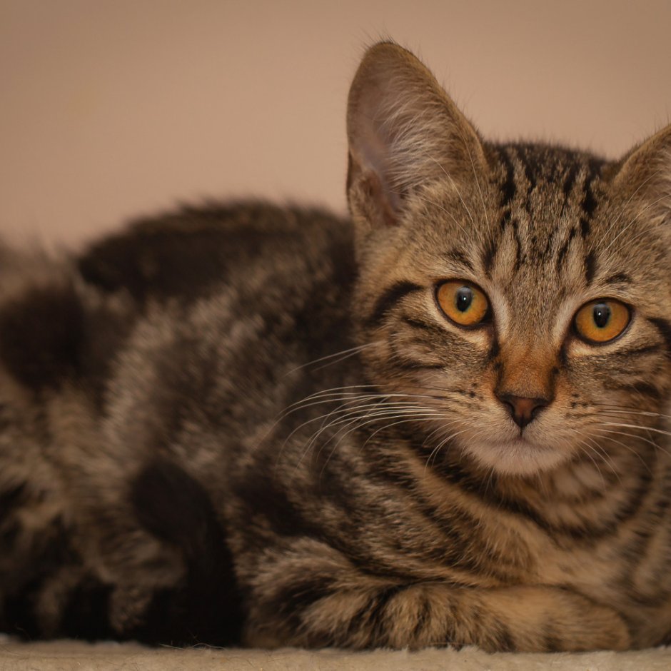 Сибирская кошка гладкошерстная