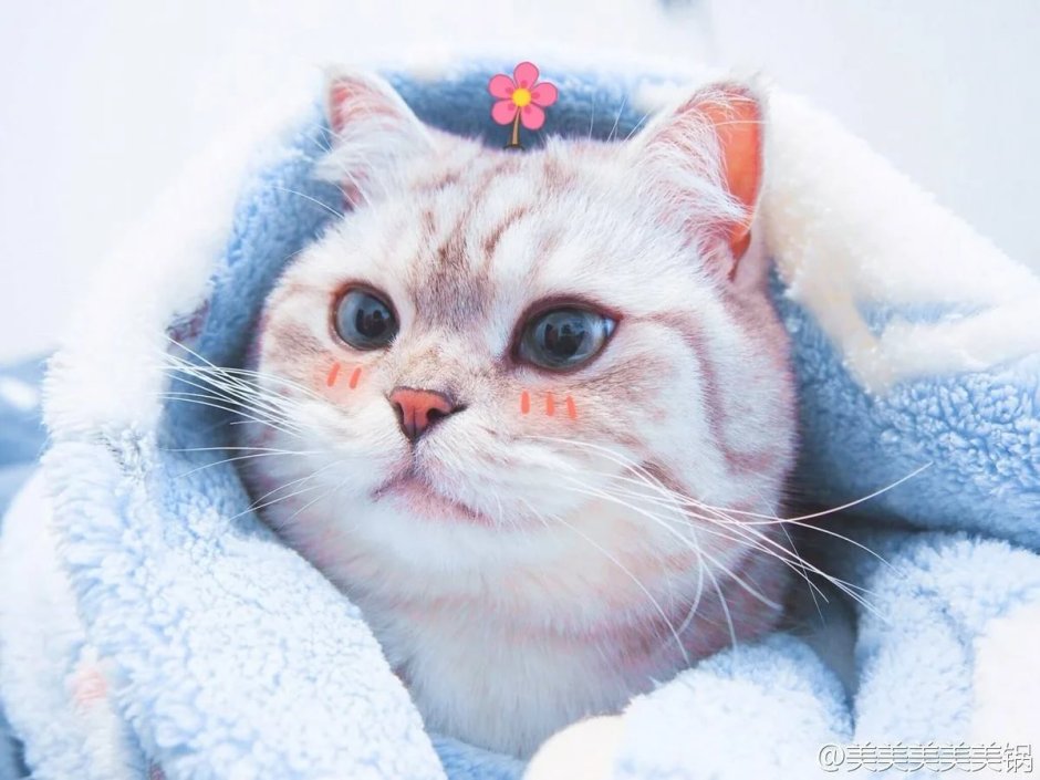 Сохраненки с котиками