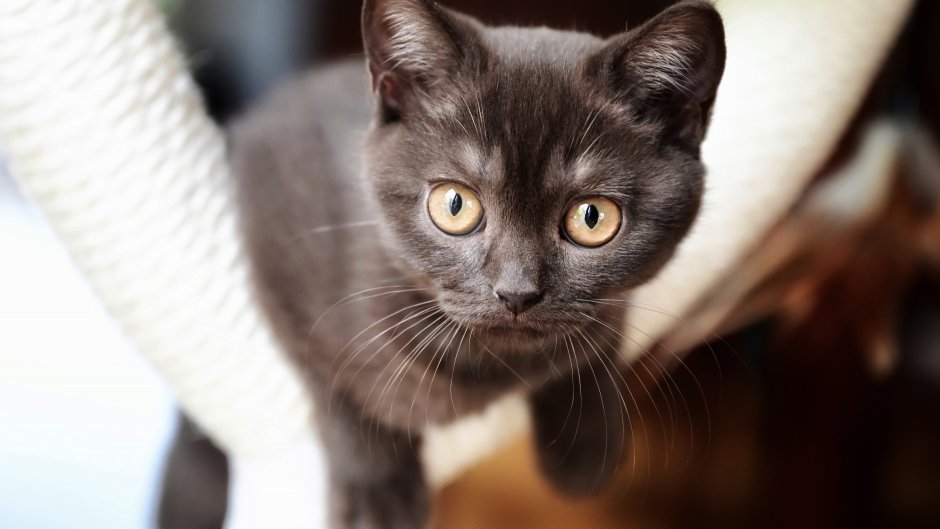 Котенок с карими глазами