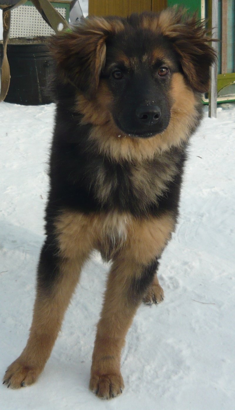 Метис колли и кавказской овчарки