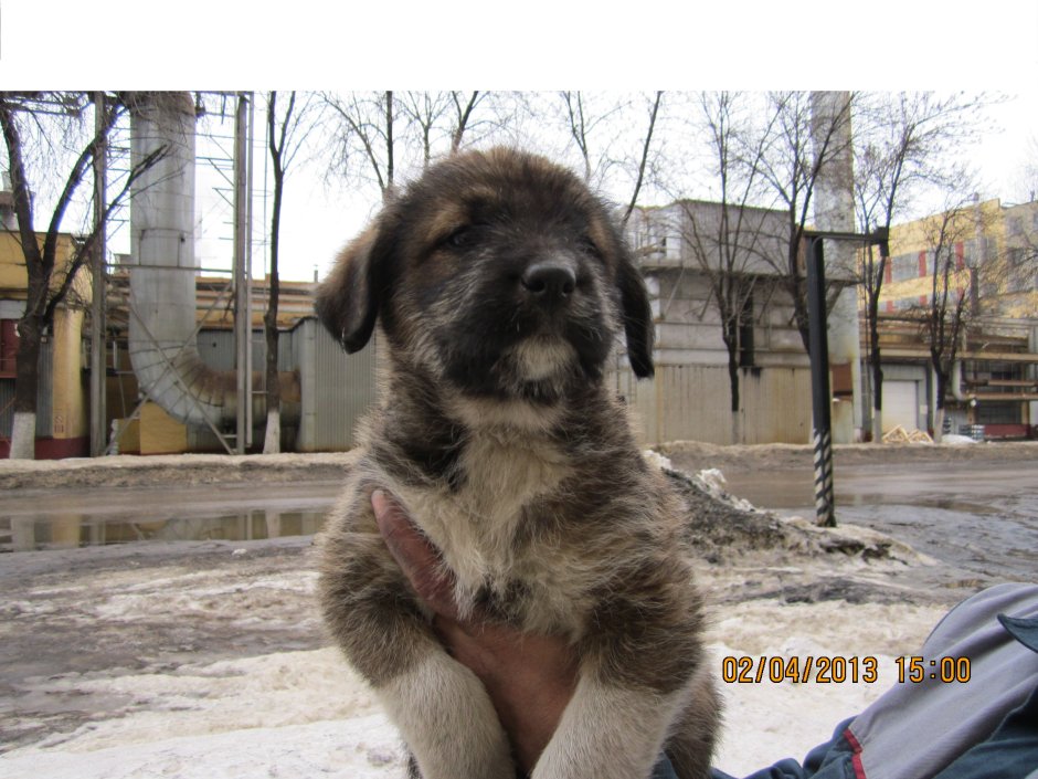 Помесь Кавказская овчарка и дворняжка