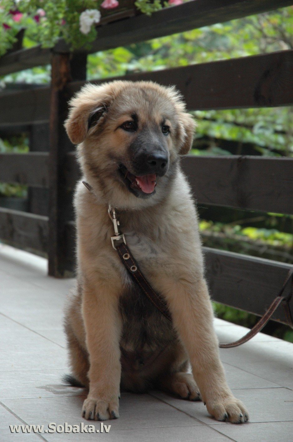 Кавказская овчарка метис дворняжки