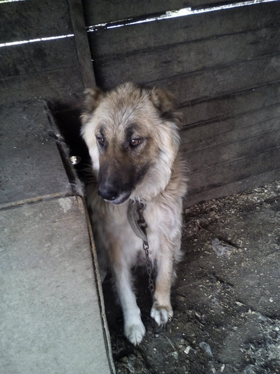 Смесь дворняжки и кавказца