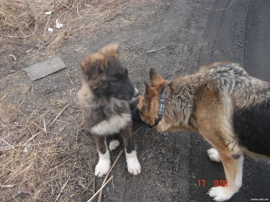 Кавказская овчарка против немецкой овчарки