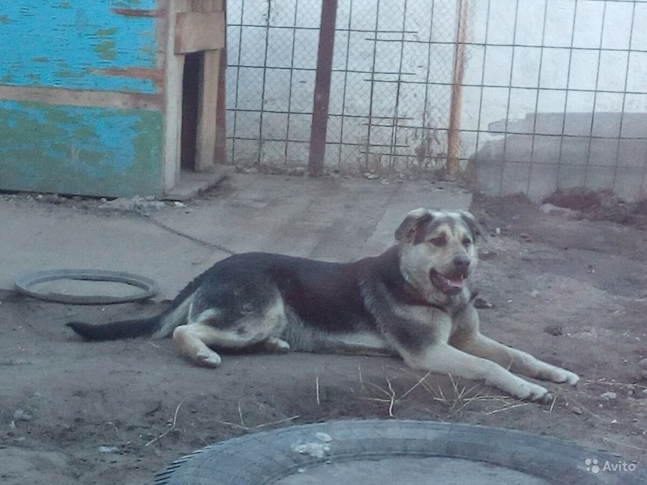 Метис дворняжки и кангала