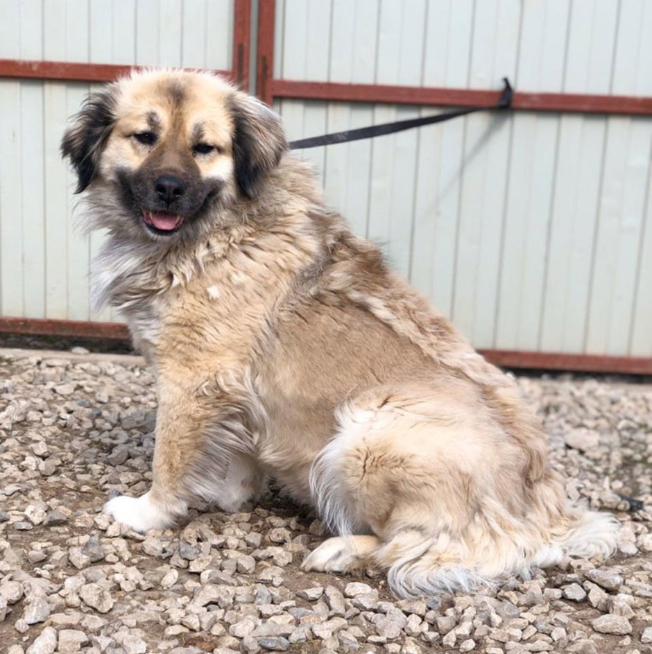 Помесь кавказской овчарки