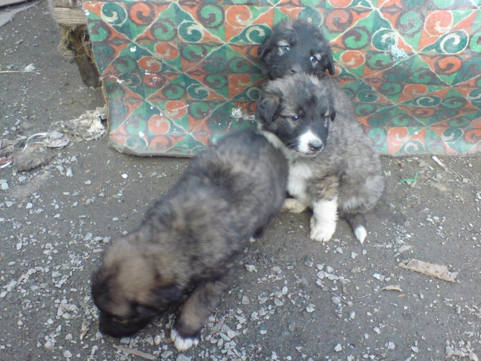 Смесь Московской сторожевой и кавказской овчарки