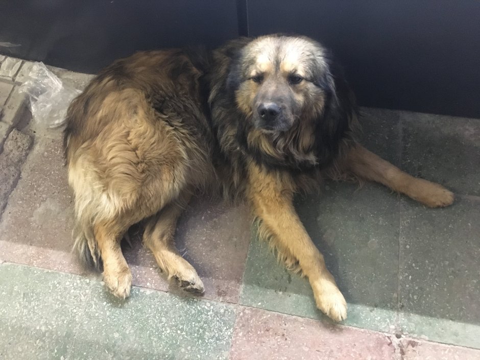 Метис кавказской овчарки и дворняги