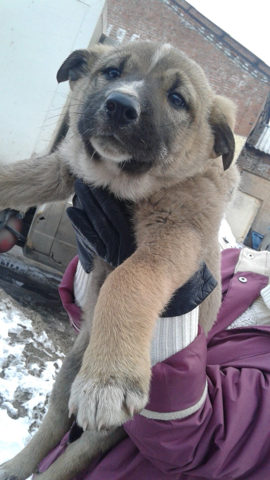 Алабай Метиз афчарка 2 месеца