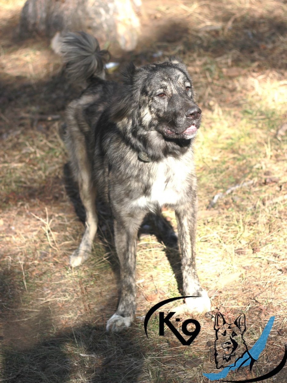 Смесь кавказской овчарки и дворняги