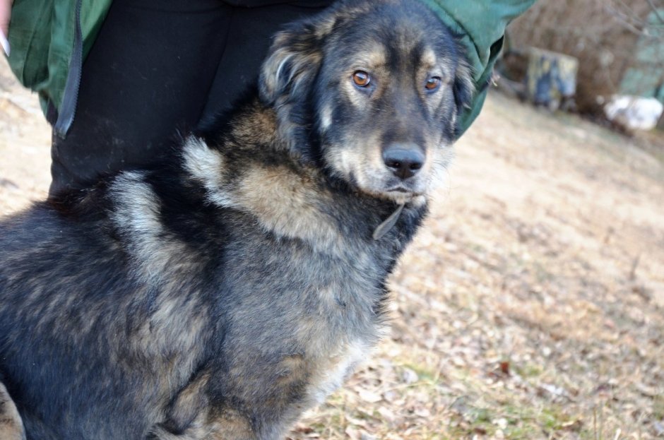 Метис кавказской овчарки