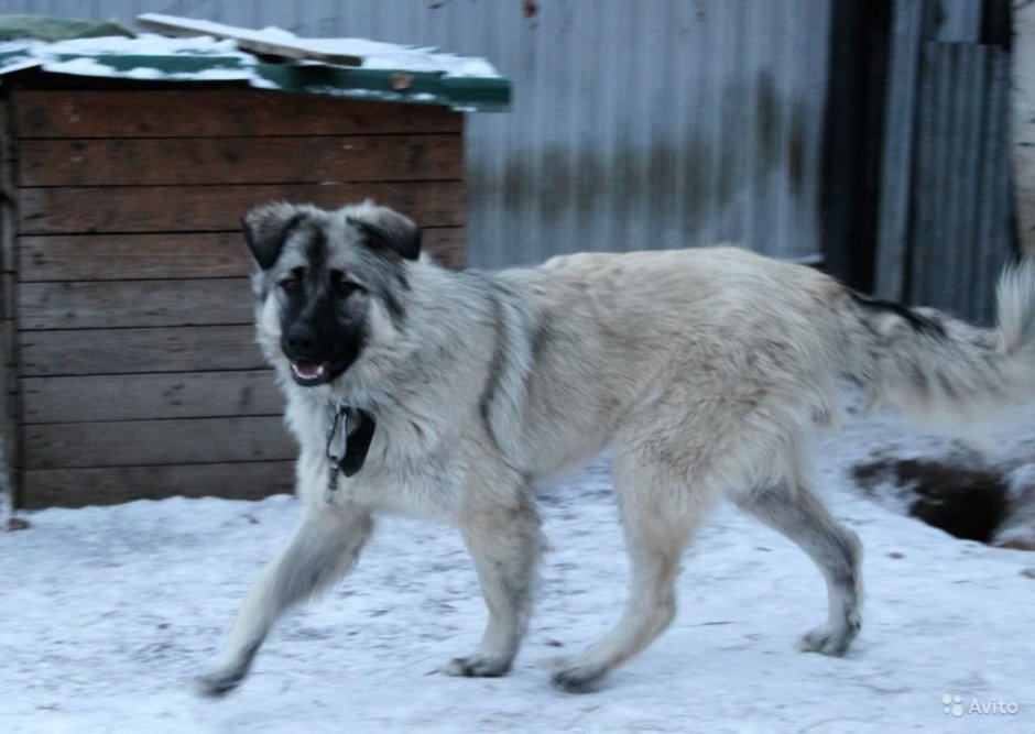 Смесь кавказской овчарки и дворняги