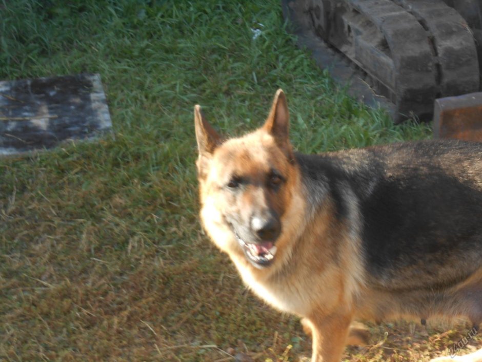 Метис ВЕО С алабаем