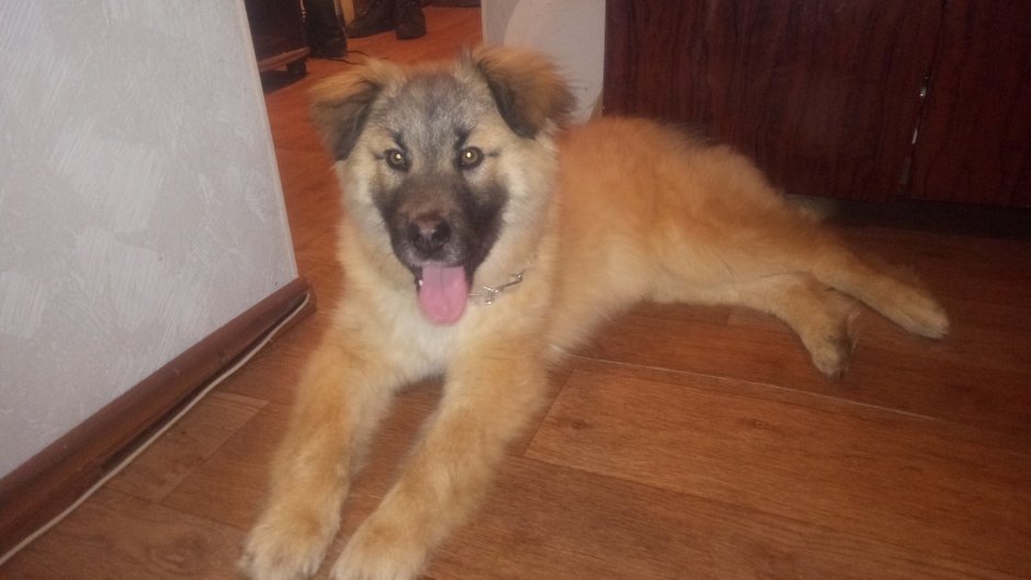 Щенок 3 месяца метис кавказской овчарки