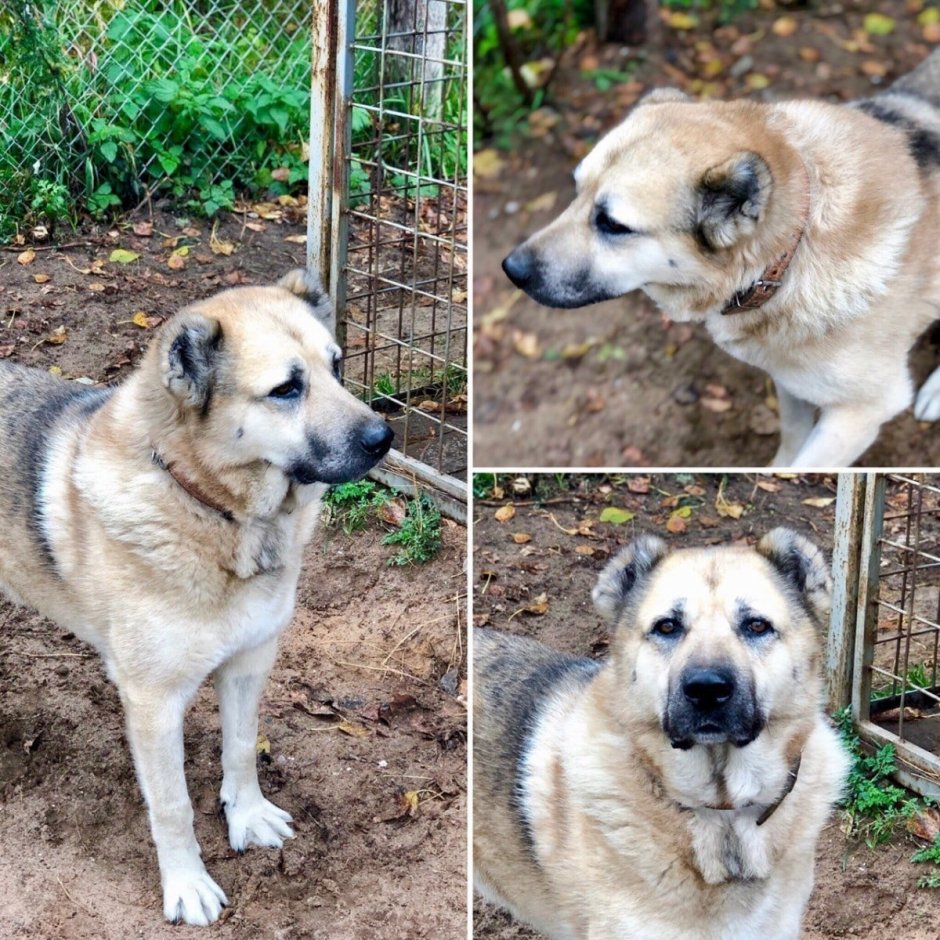 Помесь алабая