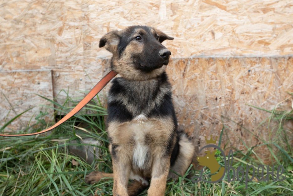 Дворняга фенотип овчарки