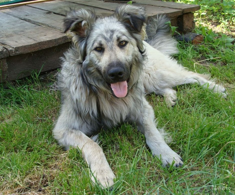 Метис кавказской овчарки