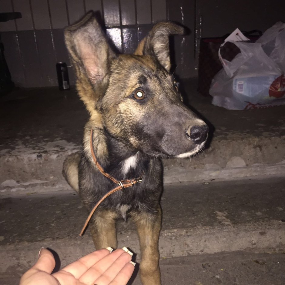 Метис овчарки и дворняги