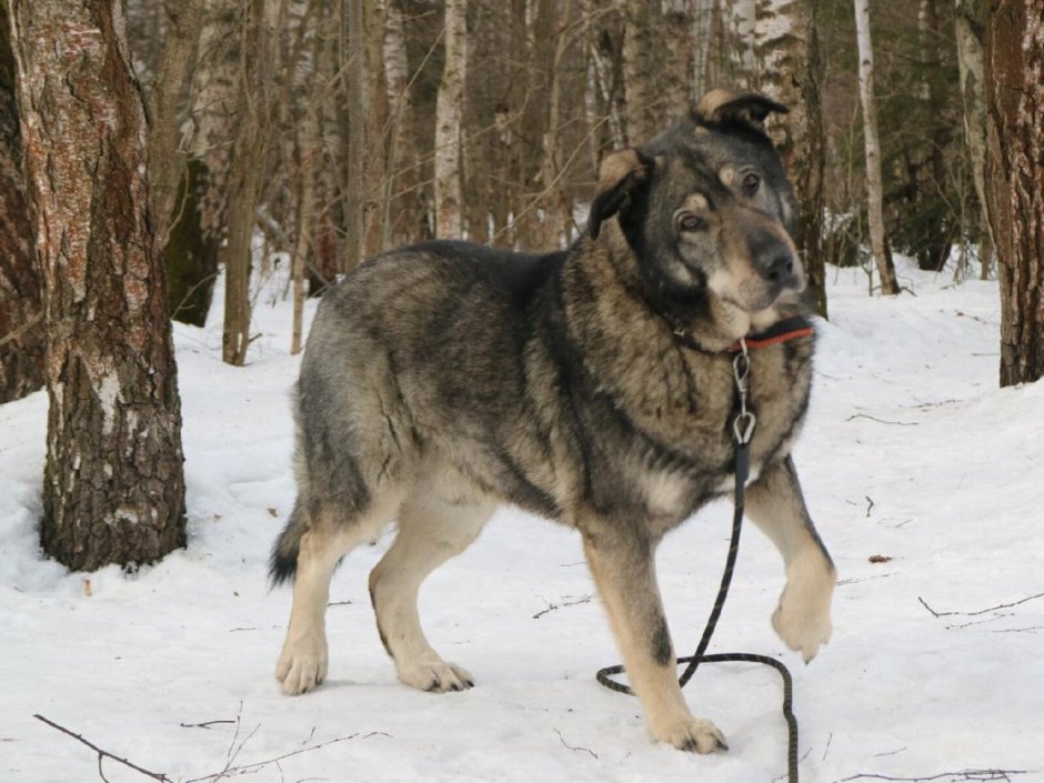 Метис Восточно европейской овчарки и кавказской