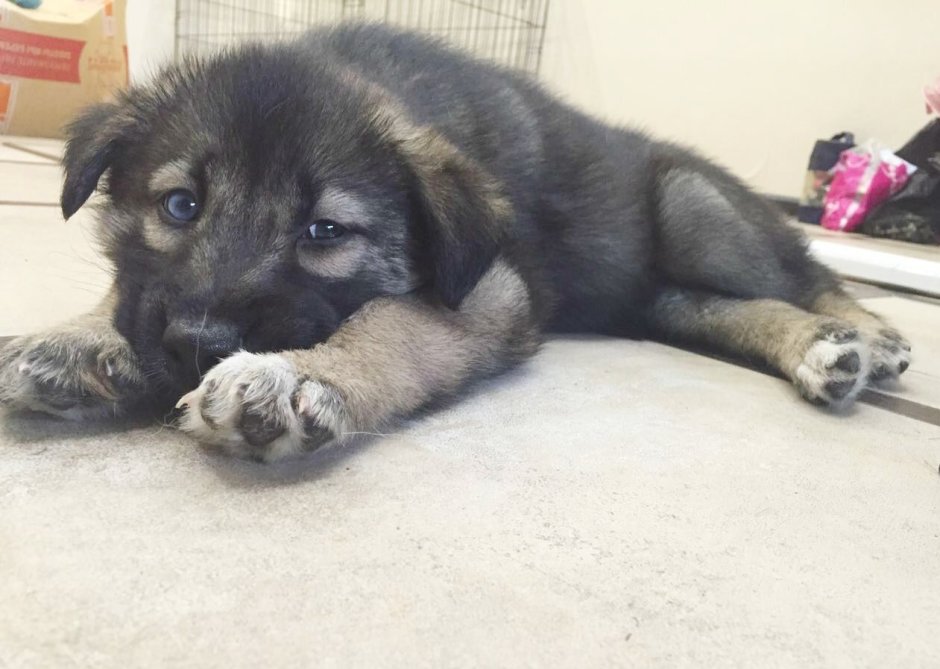 Щенки хаски и дворняги