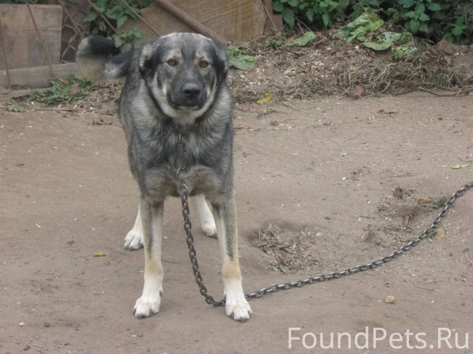 Дворняги собаки метисы с кавказцом