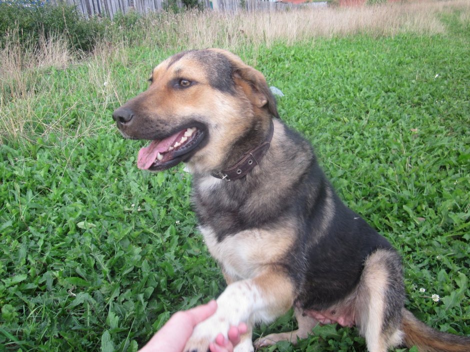 Метис бигля и овчарки