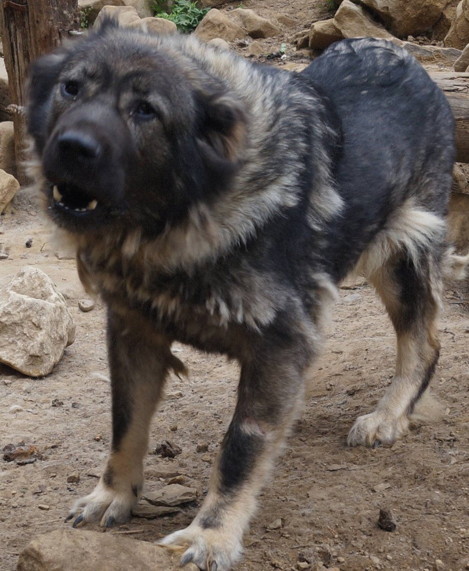 Метис хаски и кавказской овчарки