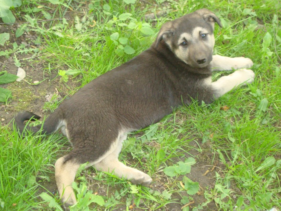 Алабай с дворняжкой