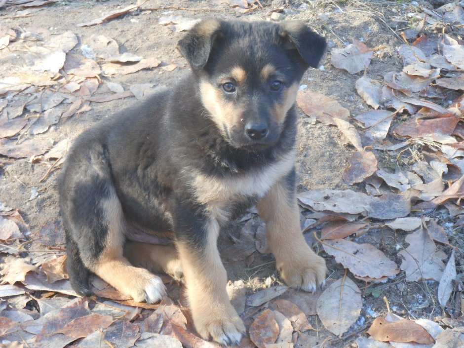 Щенок Метиз овчарки и лайки