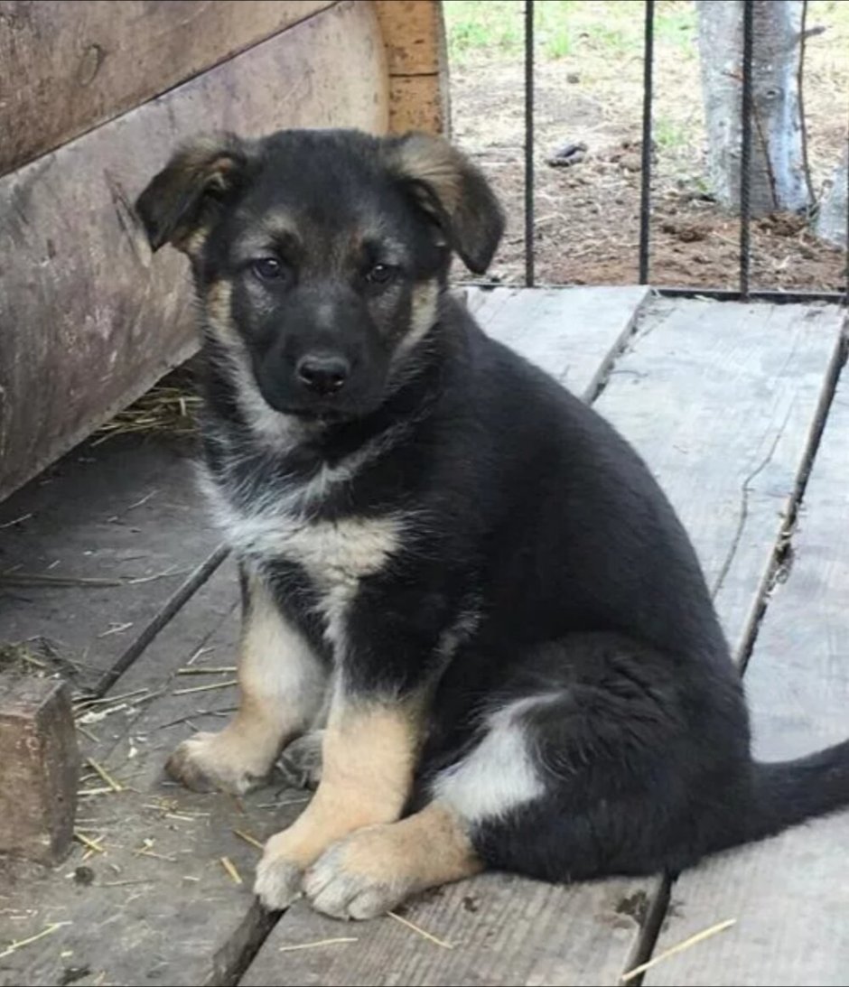 Метис овчарки