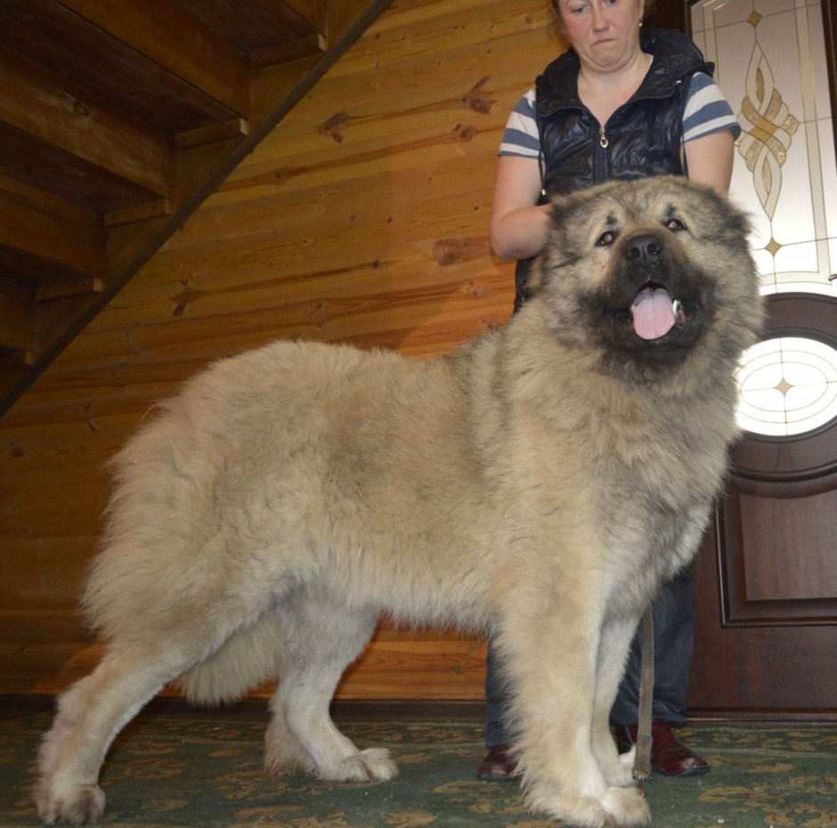 Кавказская чау чау