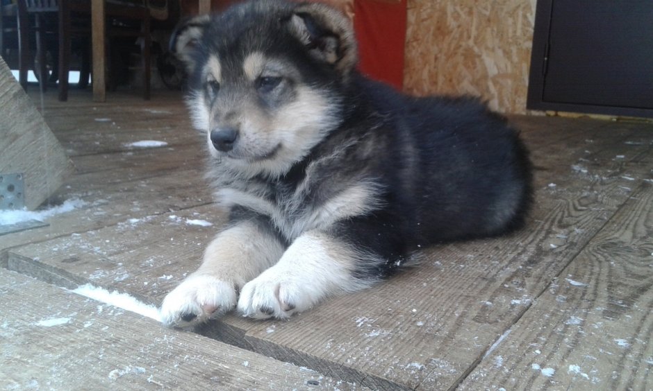 Маламут и овчарка метис