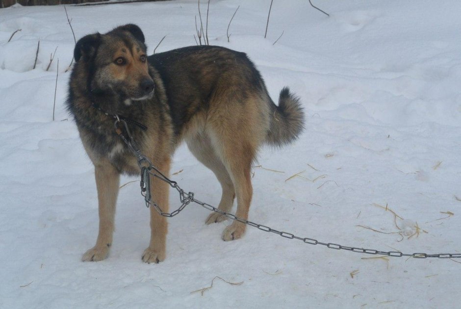 Метис волка и алабая