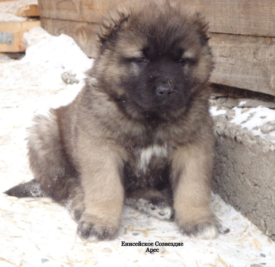 Питомник кавказских овчарок Енисейское Созвездие