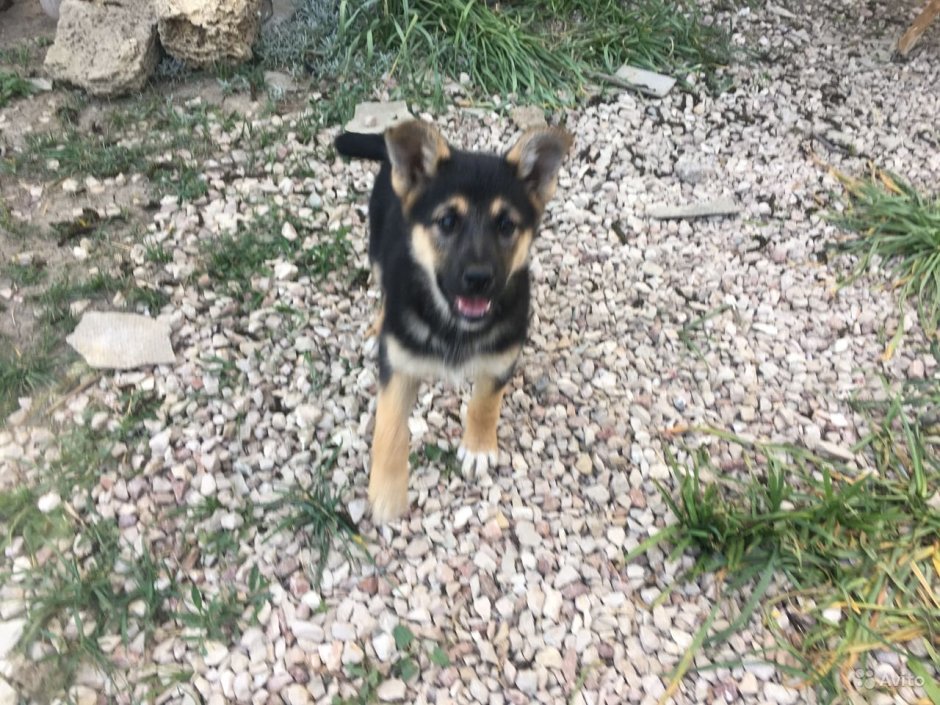 Помесь лайка с овчаркой дворняги