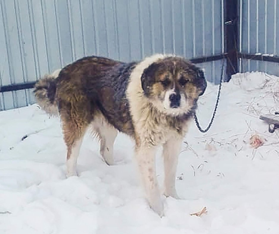 Метис алабая и кавказской овчарки
