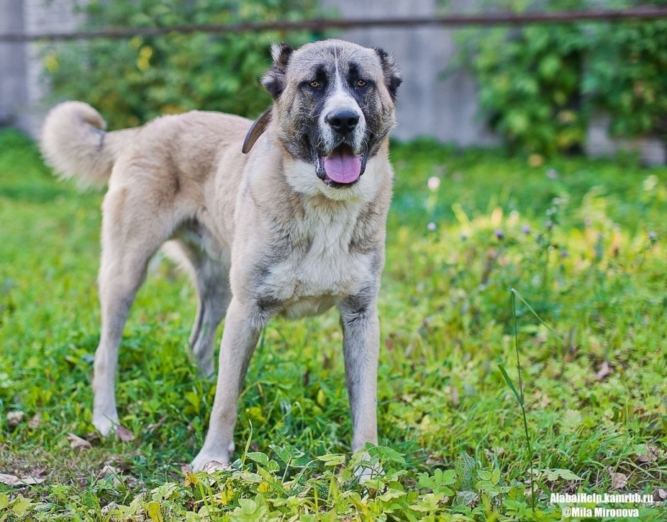 Метис алабая и лайки