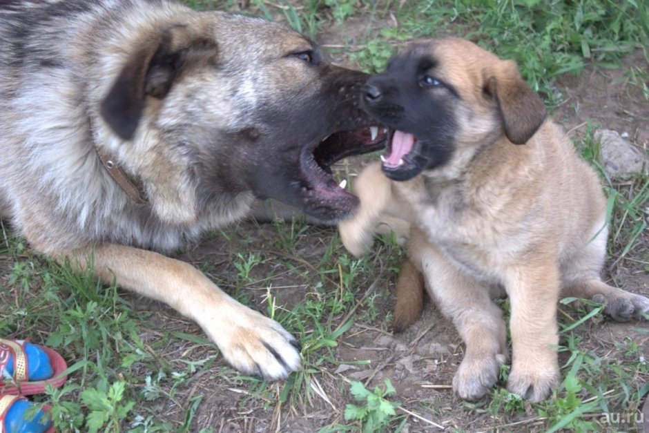 Метис алабая и кавказской овчарки