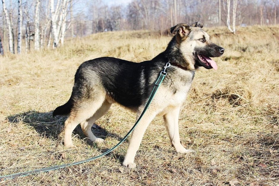 Метис овчарки и дворняги